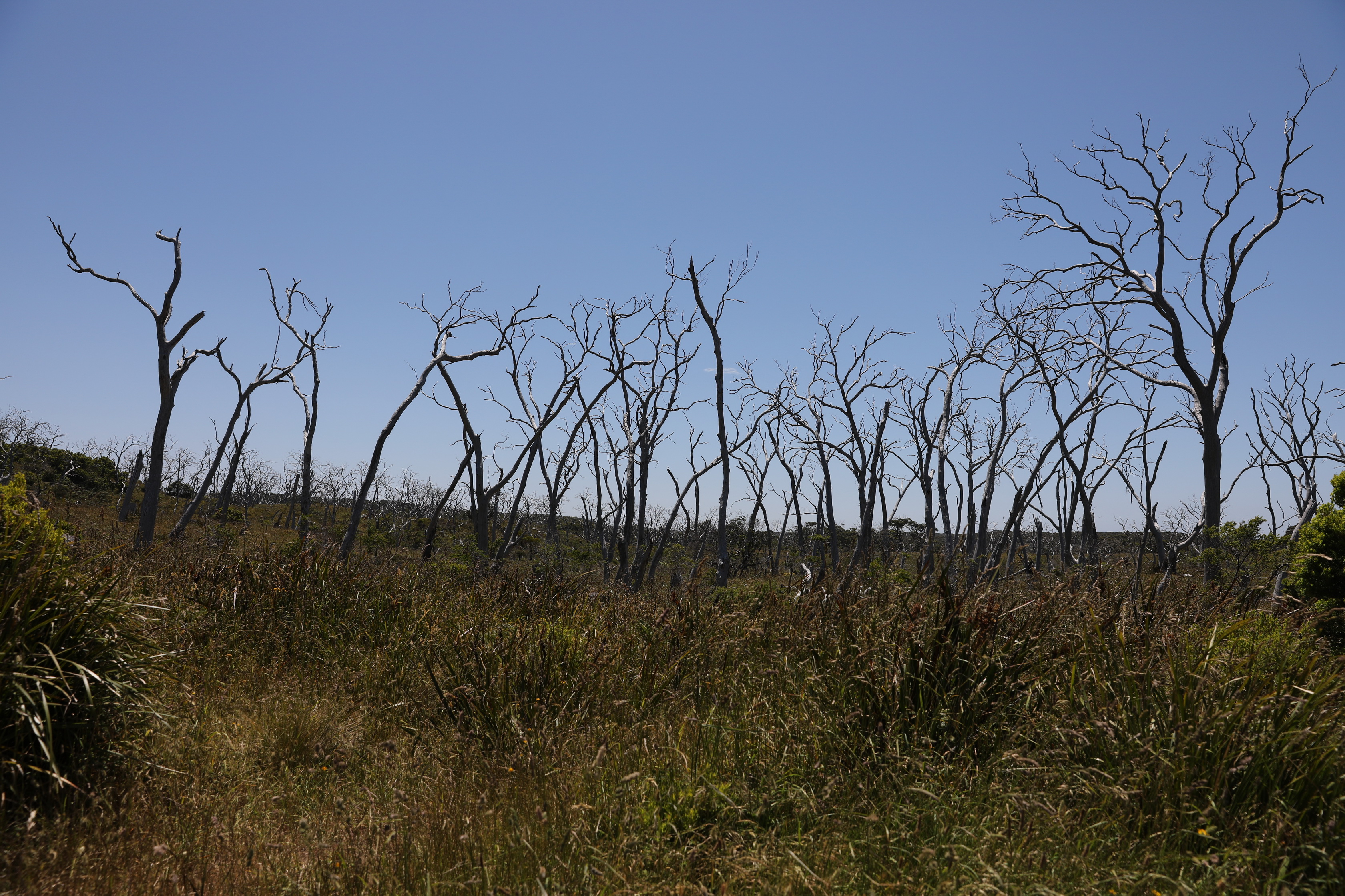 Auf dem Weg zum Cape Otway